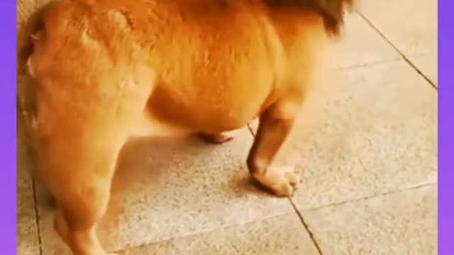 short clip funny compilation
