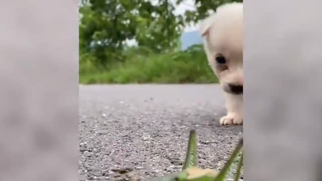 healing dog