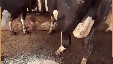 The vet helped a cow get relief after draining huge abscess 🐄