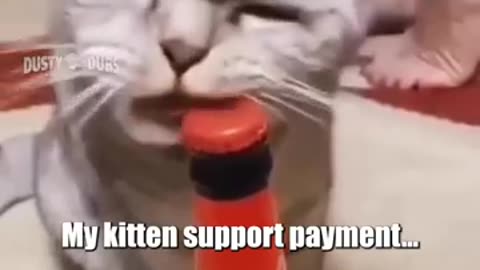 Cat 😺 funny video