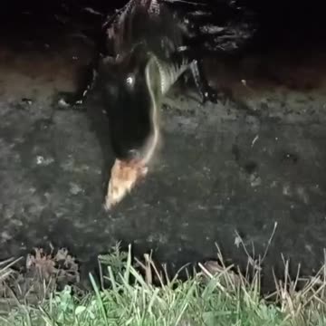 Every one loves late night pizza snack