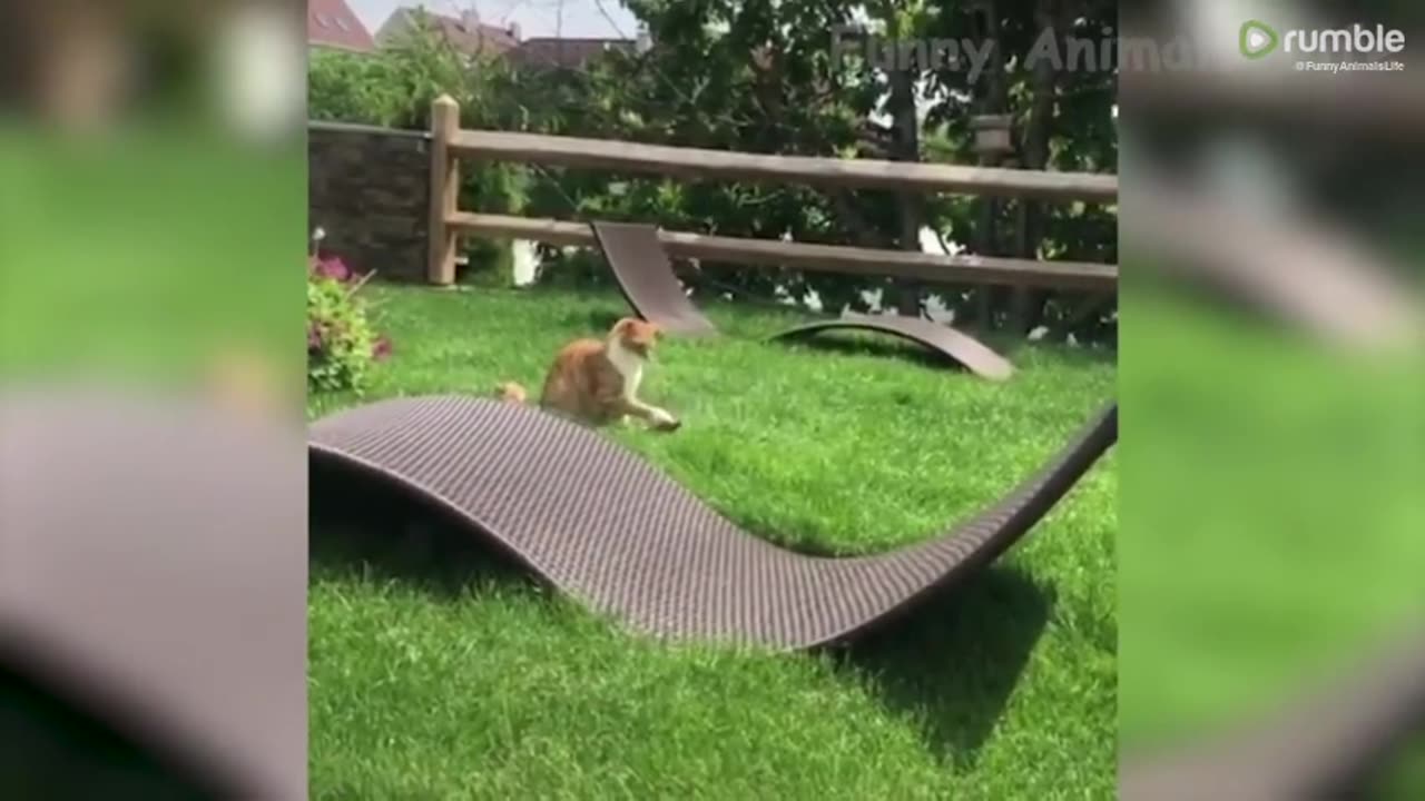 Funniest And Cutest Dogs And Cats Funny Pet Animals' Life