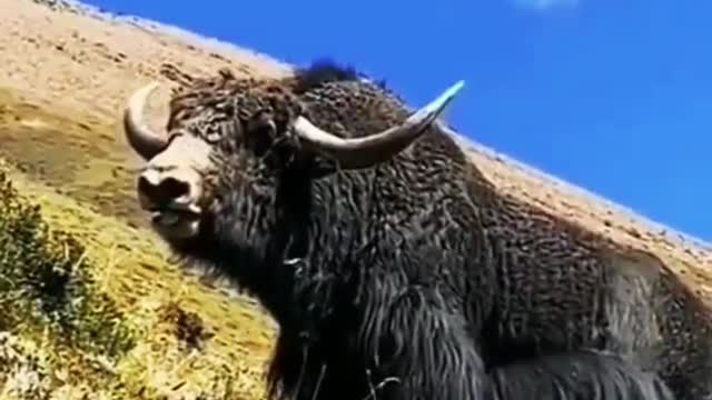 Is this a cow? It was incredible to watch!