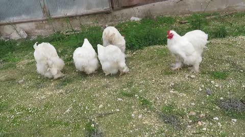 Roulroul partridge and silkie chicks