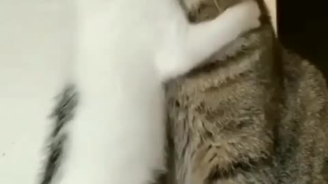 Funny Cat Videos 😂