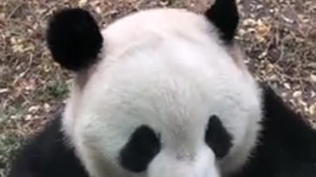 Showing you China's national treasure panda