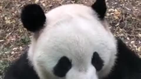 Showing you China's national treasure panda