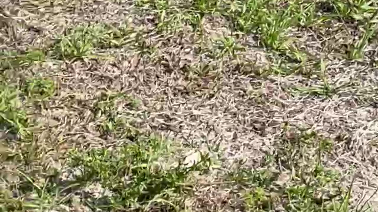Alligator Breach ~ pt 1