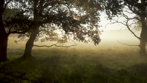 Nature sound in the Forest.