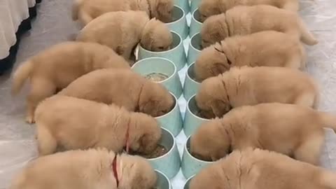 the first three get extra food