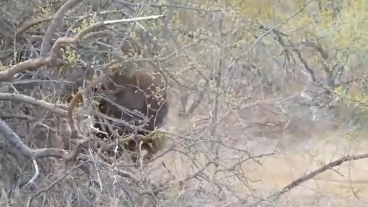 8 Times Wilde Animals Sorrounds Its Prey So It Can't Escape