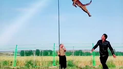 That's the height of the jump. That's amazing
