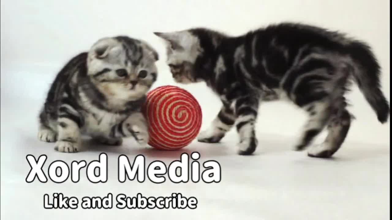 OMG So Cute Cats ♥ Best Funny Cat new Videos