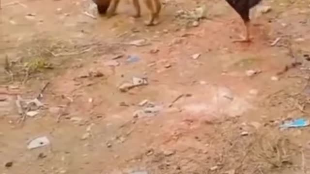 Funny cat videos 😹😹 funny animal video 🤣🤣