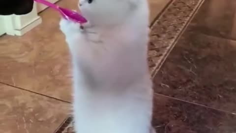 cat vs dog