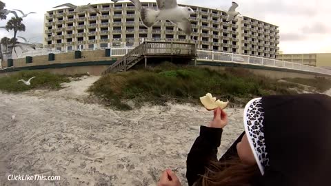 Hand Feeding Seagulls in Flight (Filmed with a GoPro)