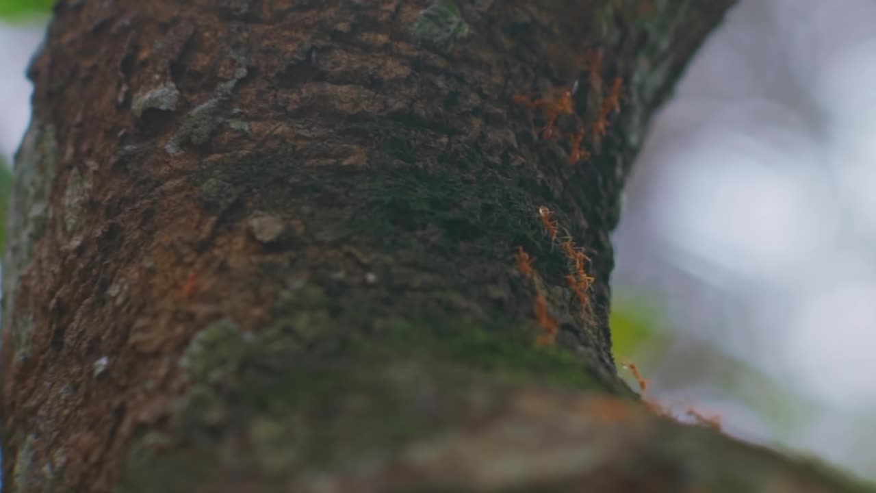 Kerala - The Real Beauty of Nature 4K_ - Cinematic Video