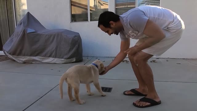 Labrador puppy learning and preforming training commands