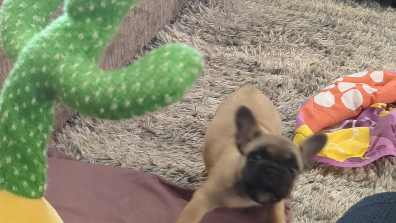 Frenchy vs cactus