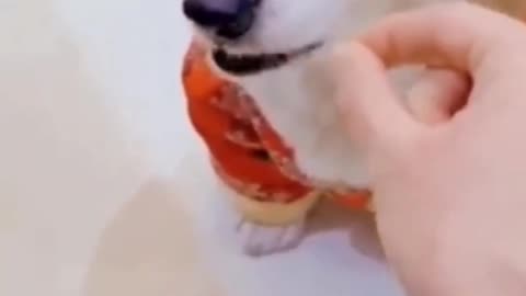 Animals funniest memes | dogs- funny | cats -funny