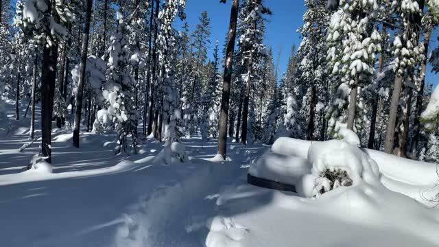 Powdered Sugar Snow – Central Oregon – Swampy Lakes Sno-Park – 4K