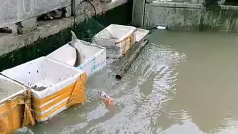 Regret Lose: Funny Fish Catching Video 🐟
