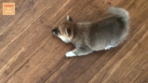 Shiba Inu from Puppy to Adult (8 weeks to 1 year)