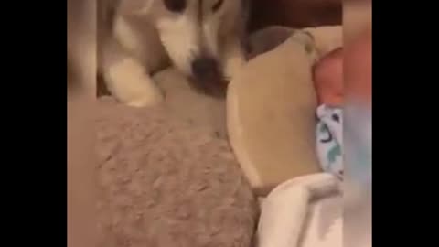 Cute Babies & Pets | Funny Animals | Funny Babies