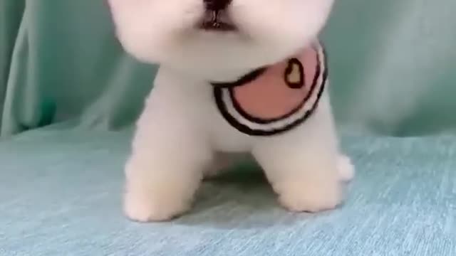 Cute puppy 😘😘