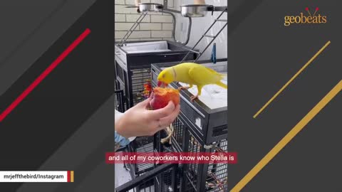 parrot turns out to be a boy