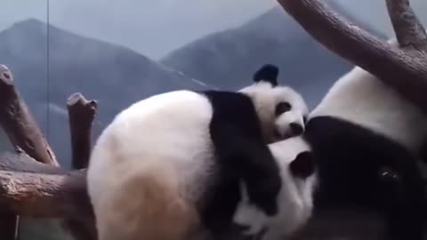 Cute pandas 🥰🥰