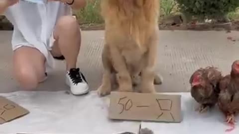 Traning dog