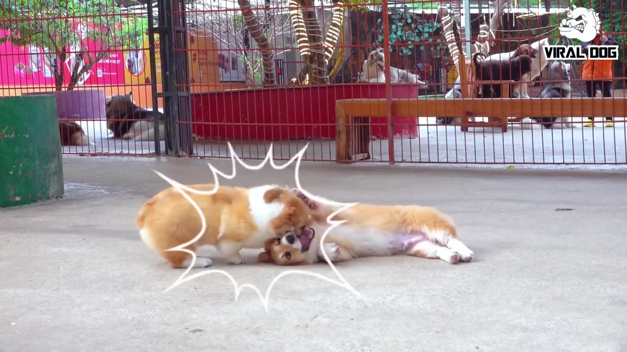 Funny Dogs And Puppies Life 4K Quality Video Episode 3 _ Viral Dog