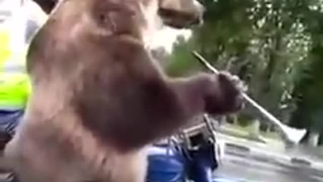 Bear is funny