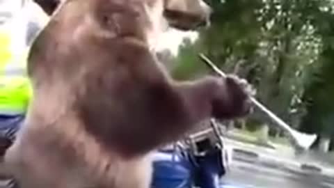 Bear is funny