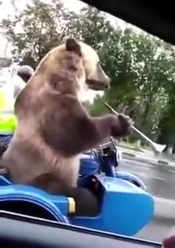 Bear is funny