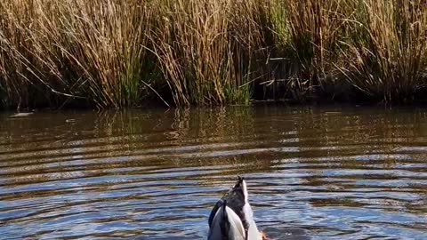 Ducks Go Dunking For Food