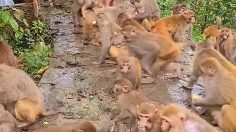 Cảm ơn những người tốt bụng đã mua bánh mì cho lũ khỉ