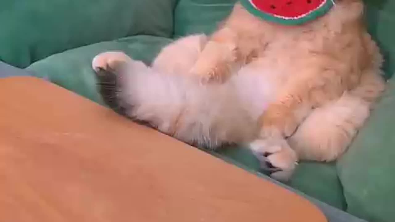 Cat funny moments video || funny video || cat video || viral animels video