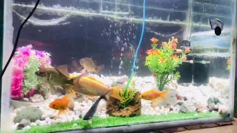 Golden fishes