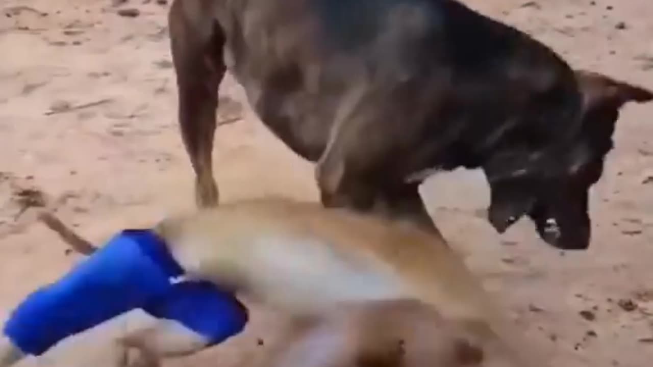 dog and monkey funny video