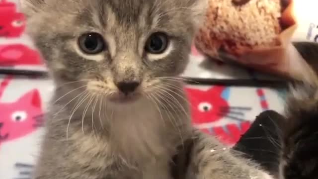baby cats cut and funny