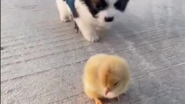 Cutest Puppy Play With Bird