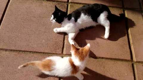 Cat Punishes Kitten For Attacking Him