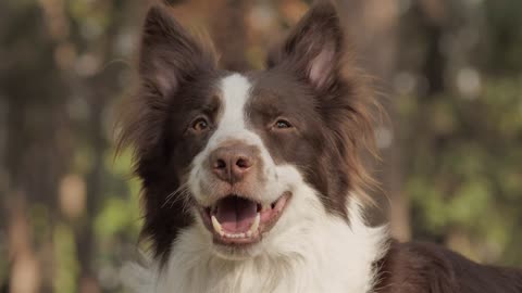 A brownandwhitedogsmiles at the camera, then looks to the side before staring at the camera again.