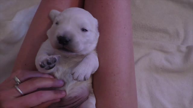 Cute Golden Retriever Puppy enoys cuddeling