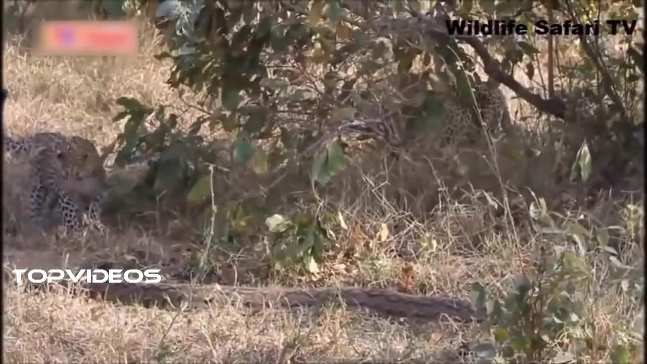 Leopard Vs Giant Python Fight | Amazing Moment Caught On Camera