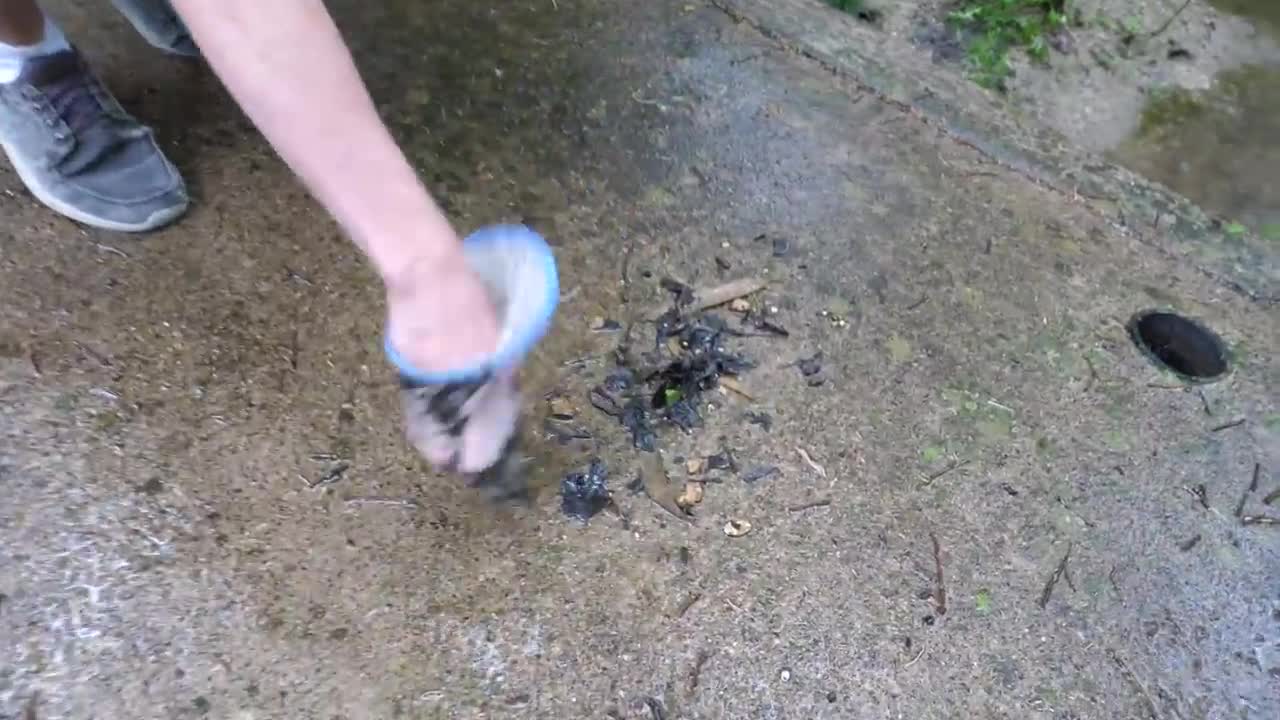 Baby Snapping Turtle vs Crayfish12