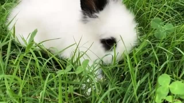 The Little Rabbit