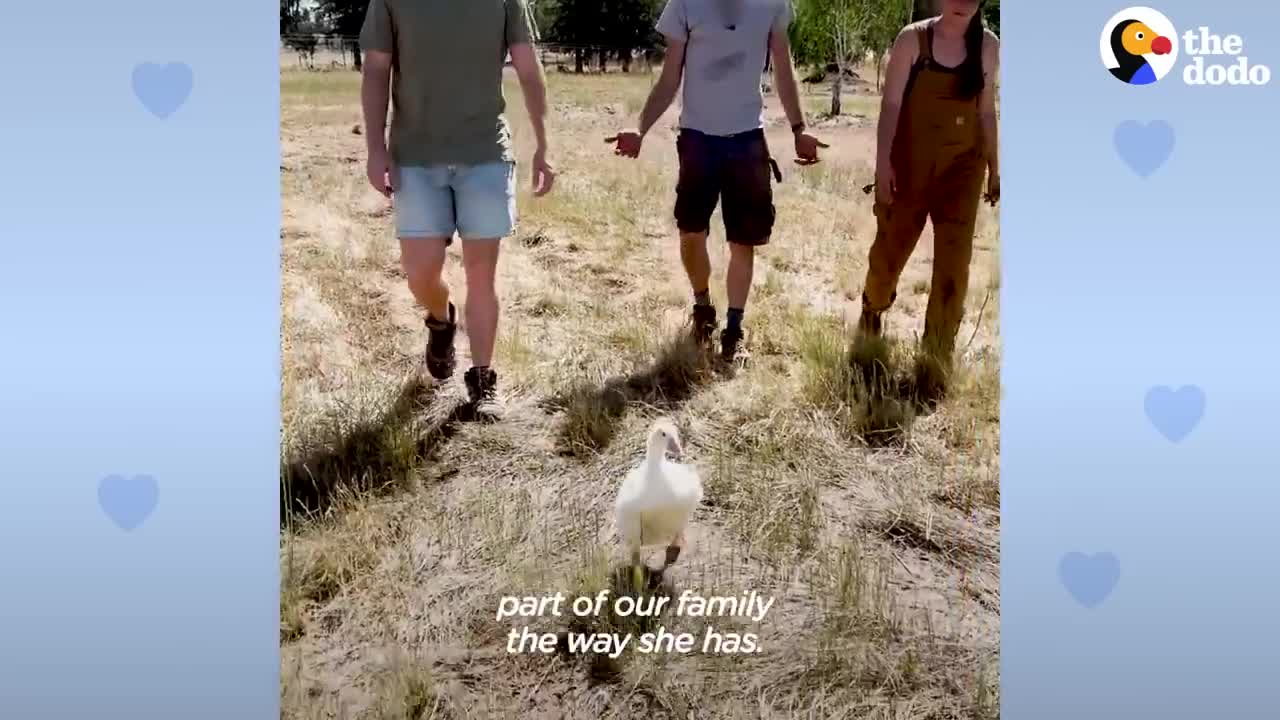 Guard Goose Becomes Women's Best Friend _ The Dodo Soulmates